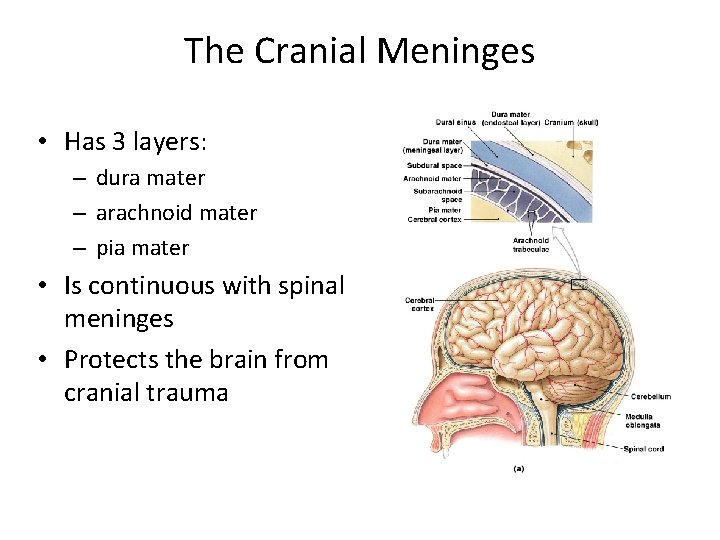 The Cranial Meninges • Has 3 layers: – dura mater – arachnoid mater –