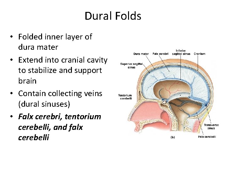 Dural Folds • Folded inner layer of dura mater • Extend into cranial cavity