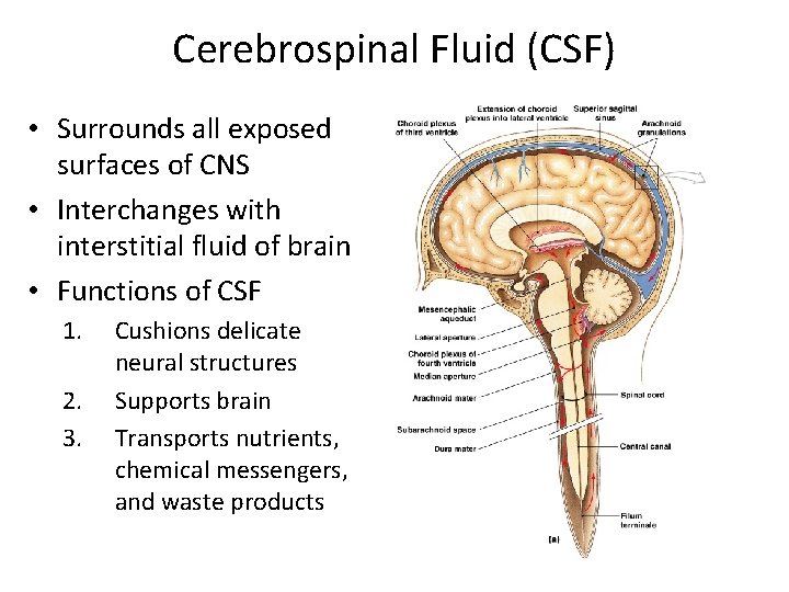 Cerebrospinal Fluid (CSF) • Surrounds all exposed surfaces of CNS • Interchanges with interstitial