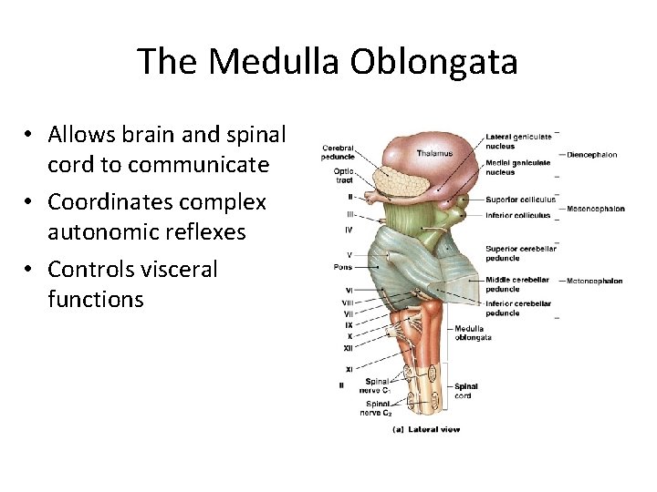 The Medulla Oblongata • Allows brain and spinal cord to communicate • Coordinates complex