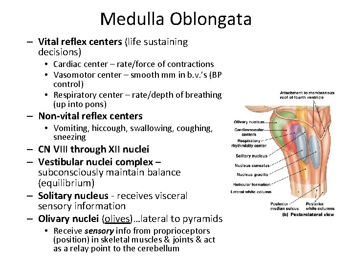 Medulla Oblongata – Vital reflex centers (life sustaining decisions) • Cardiac center – rate/force