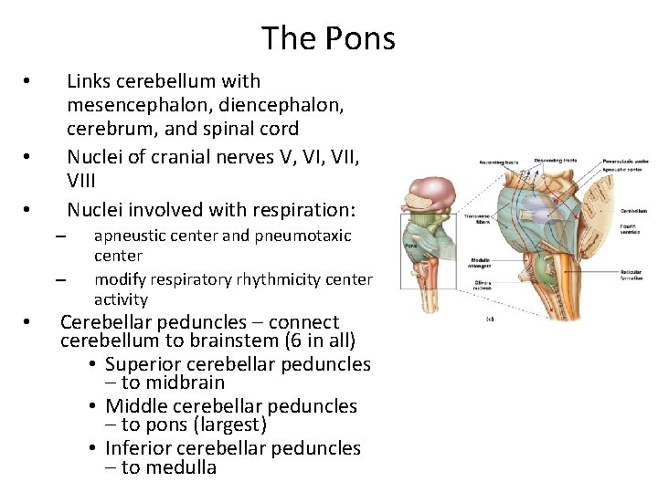 The Pons Links cerebellum with mesencephalon, diencephalon, cerebrum, and spinal cord Nuclei of cranial