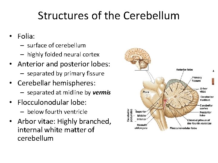 Structures of the Cerebellum • Folia: – surface of cerebellum – highly folded neural
