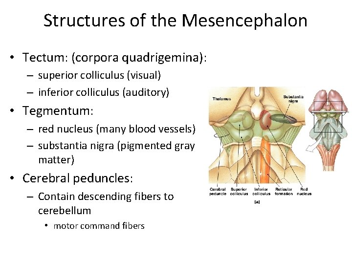 Structures of the Mesencephalon • Tectum: (corpora quadrigemina): – superior colliculus (visual) – inferior