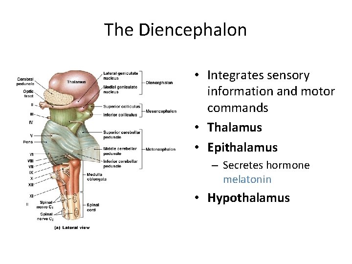 The Diencephalon • Integrates sensory information and motor commands • Thalamus • Epithalamus –