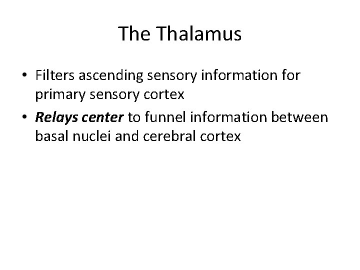 The Thalamus • Filters ascending sensory information for primary sensory cortex • Relays center