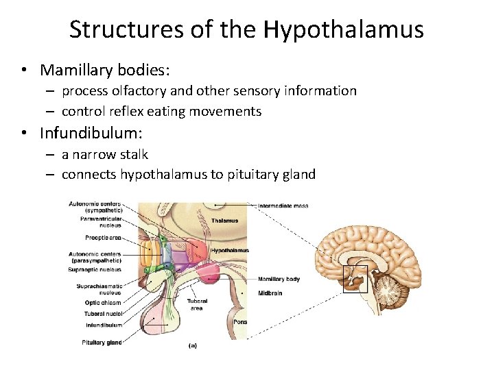 Structures of the Hypothalamus • Mamillary bodies: – process olfactory and other sensory information