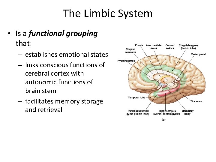 The Limbic System • Is a functional grouping that: – establishes emotional states –