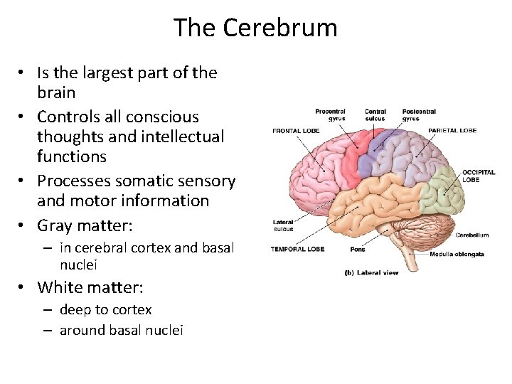The Cerebrum • Is the largest part of the brain • Controls all conscious