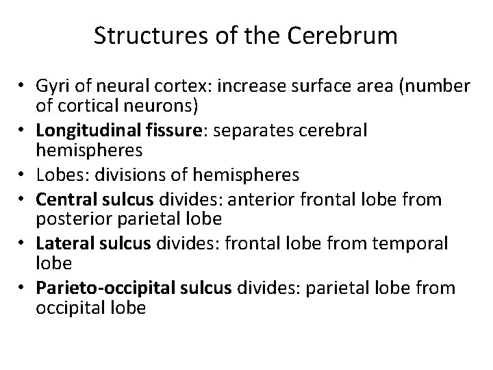 Structures of the Cerebrum • Gyri of neural cortex: increase surface area (number of
