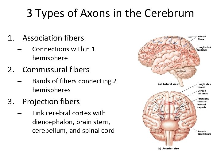 3 Types of Axons in the Cerebrum 1. Association fibers – Connections within 1