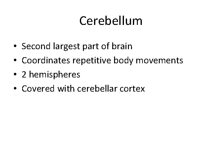 Cerebellum • • Second largest part of brain Coordinates repetitive body movements 2 hemispheres