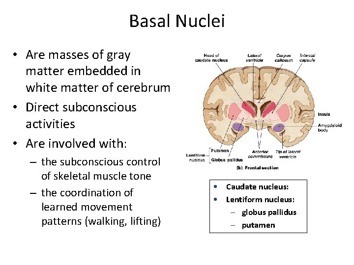 Basal Nuclei • Are masses of gray matter embedded in white matter of cerebrum