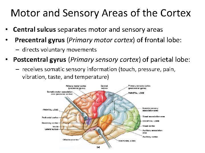 Motor and Sensory Areas of the Cortex • Central sulcus separates motor and sensory