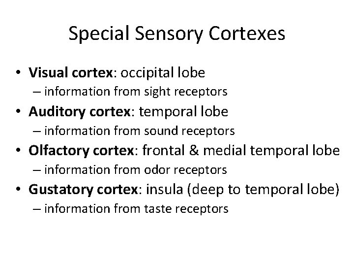 Special Sensory Cortexes • Visual cortex: occipital lobe – information from sight receptors •