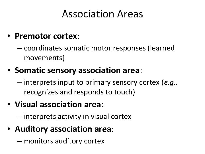 Association Areas • Premotor cortex: – coordinates somatic motor responses (learned movements) • Somatic