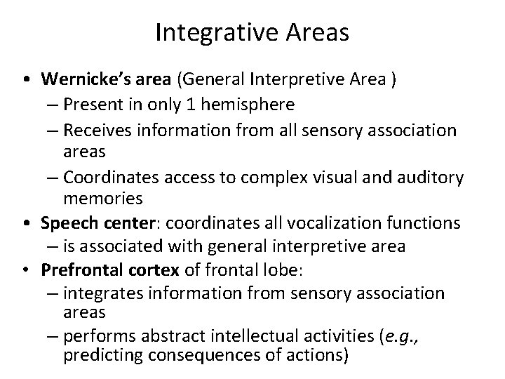 Integrative Areas • Wernicke’s area (General Interpretive Area ) – Present in only 1