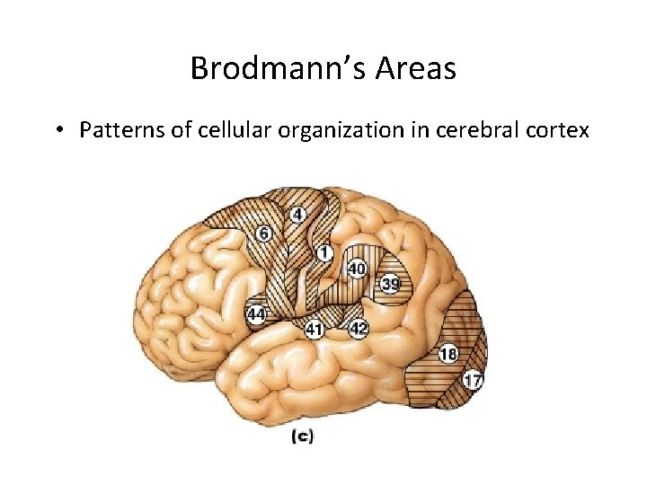 Brodmann’s Areas • Patterns of cellular organization in cerebral cortex Figure 14– 15 c