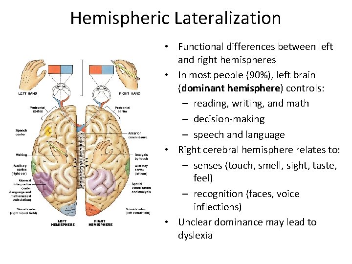 Hemispheric Lateralization • Functional differences between left and right hemispheres • In most people