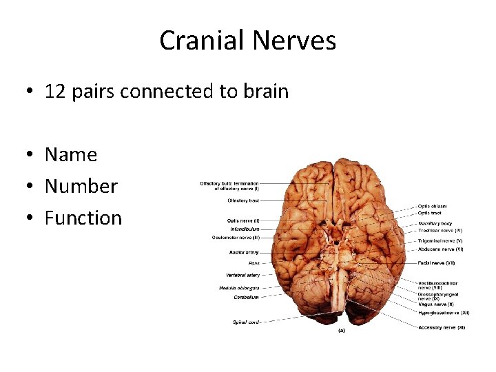 Cranial Nerves • 12 pairs connected to brain • Name • Number • Function