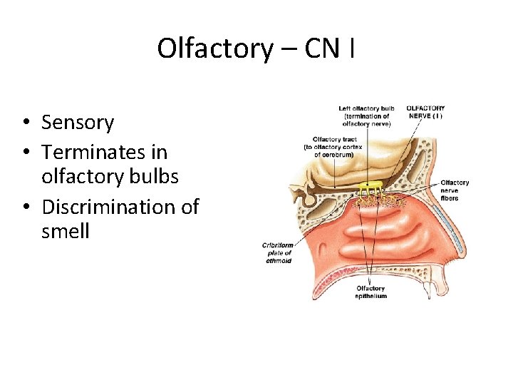 Olfactory – CN I • Sensory • Terminates in olfactory bulbs • Discrimination of