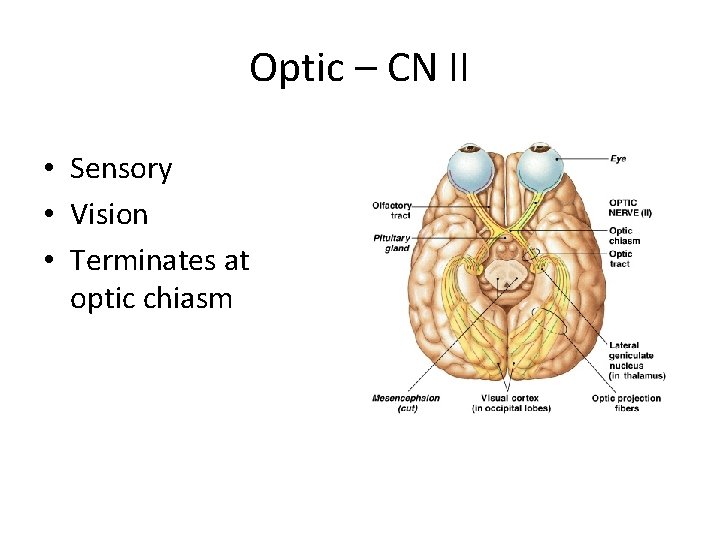 Optic – CN II • Sensory • Vision • Terminates at optic chiasm 