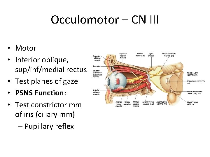 Occulomotor – CN III • Motor • Inferior oblique, sup/inf/medial rectus • Test planes
