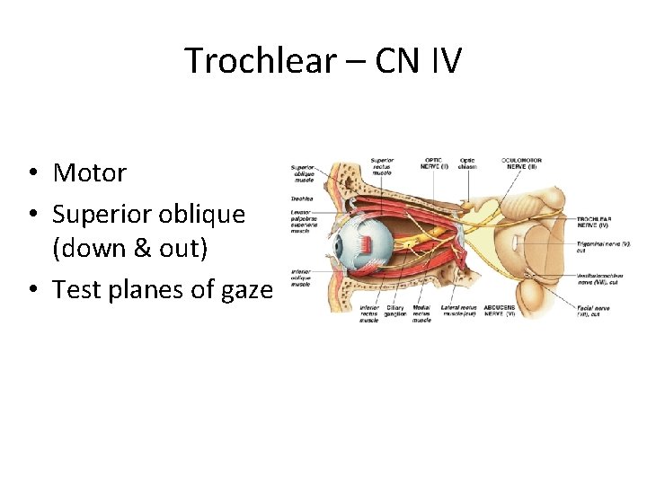 Trochlear – CN IV • Motor • Superior oblique (down & out) • Test