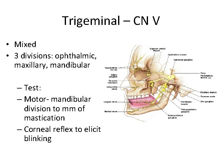 Trigeminal – CN V • Mixed • 3 divisions: ophthalmic, maxillary, mandibular – Test: