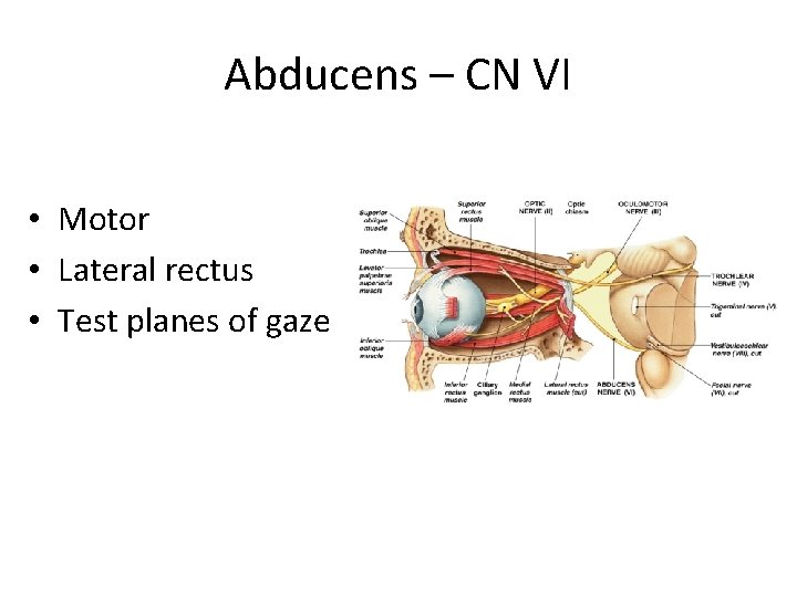 Abducens – CN VI • Motor • Lateral rectus • Test planes of gaze