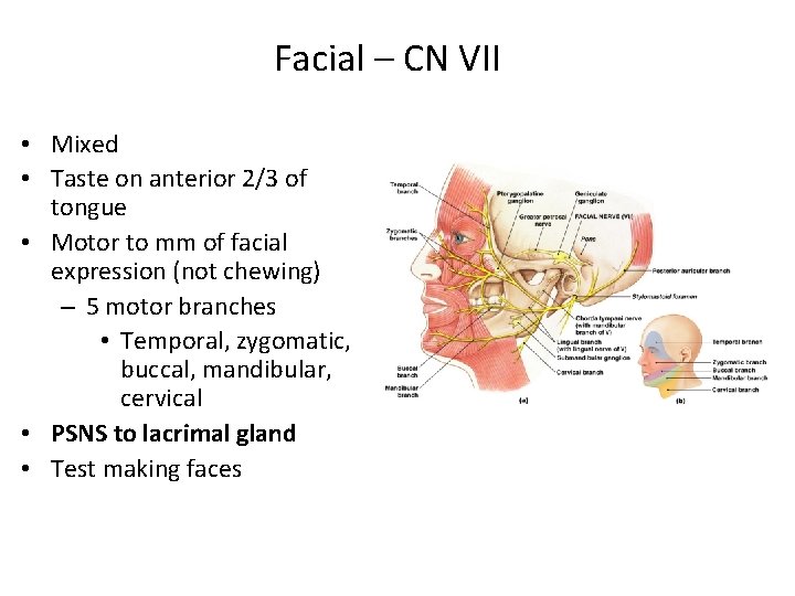 Facial – CN VII • Mixed • Taste on anterior 2/3 of tongue •