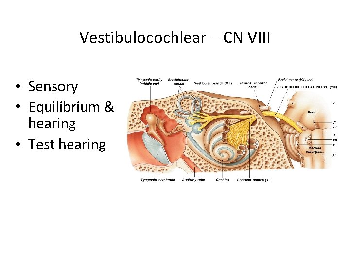 Vestibulocochlear – CN VIII • Sensory • Equilibrium & hearing • Test hearing 
