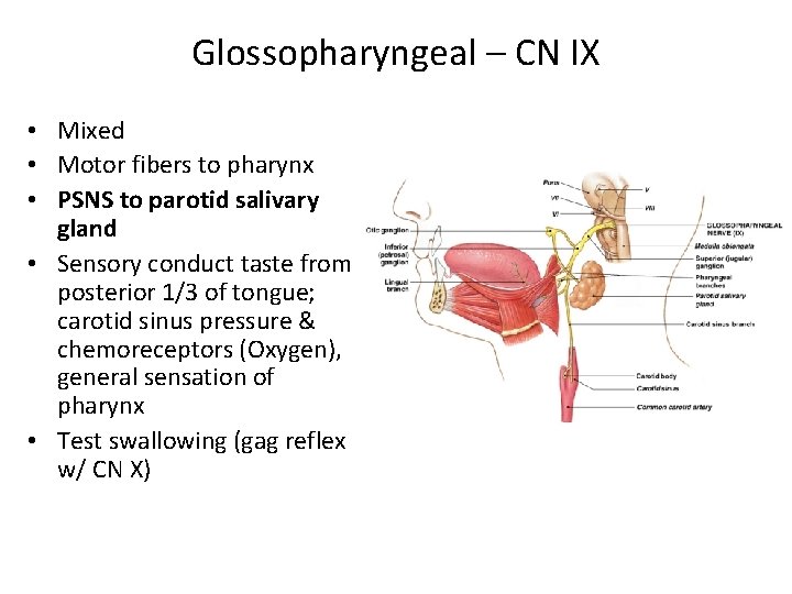 Glossopharyngeal – CN IX • Mixed • Motor fibers to pharynx • PSNS to