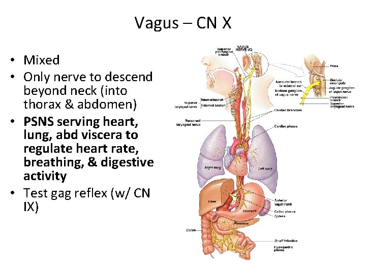 Vagus – CN X • Mixed • Only nerve to descend beyond neck (into