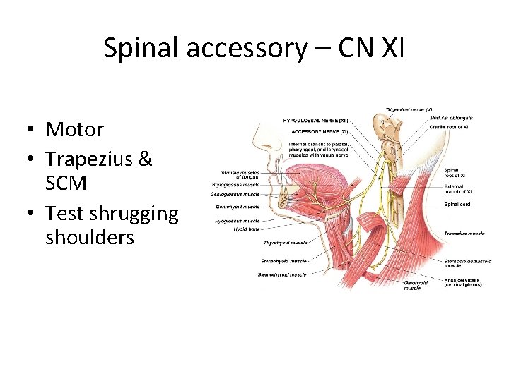 Spinal accessory – CN XI • Motor • Trapezius & SCM • Test shrugging