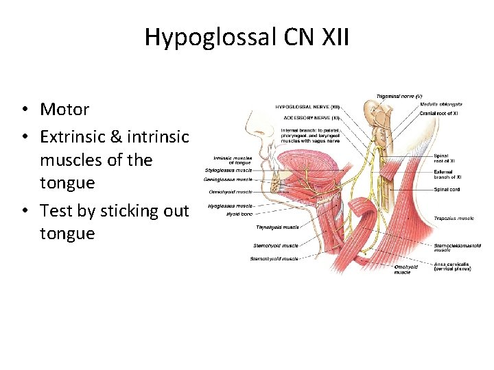 Hypoglossal CN XII • Motor • Extrinsic & intrinsic muscles of the tongue •