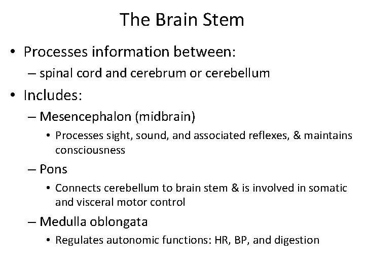 The Brain Stem • Processes information between: – spinal cord and cerebrum or cerebellum