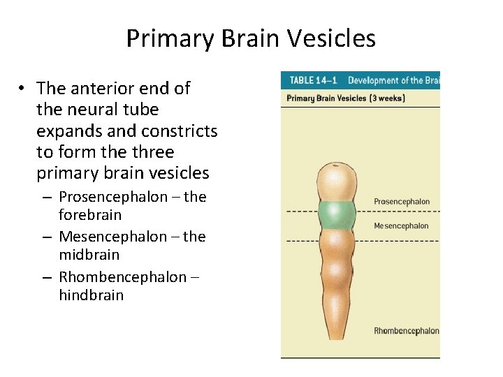 Primary Brain Vesicles • The anterior end of the neural tube expands and constricts