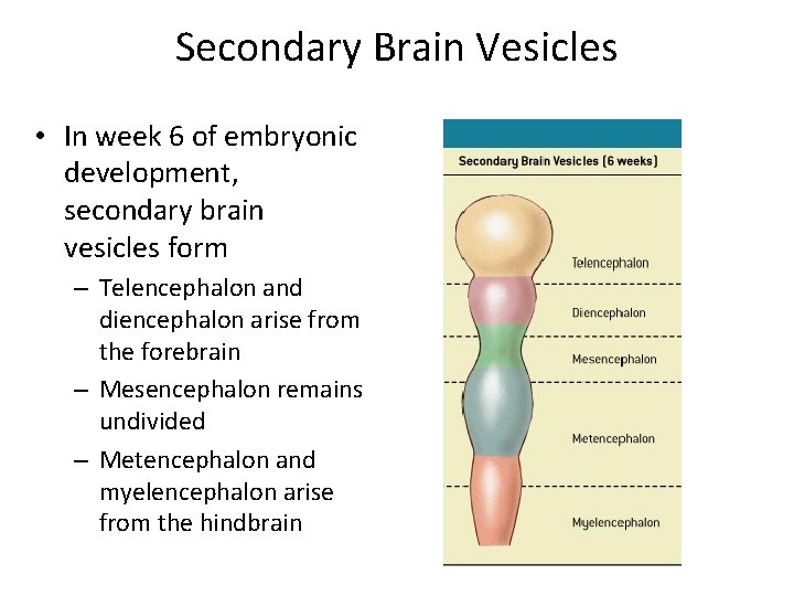 Secondary Brain Vesicles • In week 6 of embryonic development, secondary brain vesicles form