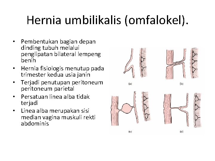 Hernia umbilikalis (omfalokel). • Pembentukan bagian depan dinding tubuh melalui penglipatan bilateral lempeng benih