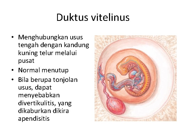 Duktus vitelinus • Menghubungkan usus tengah dengan kandung kuning telur melalui pusat • Normal