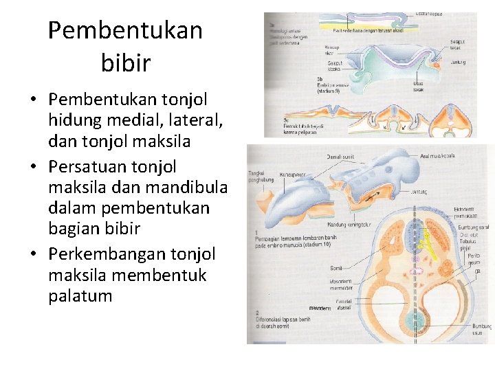 Pembentukan bibir • Pembentukan tonjol hidung medial, lateral, dan tonjol maksila • Persatuan tonjol