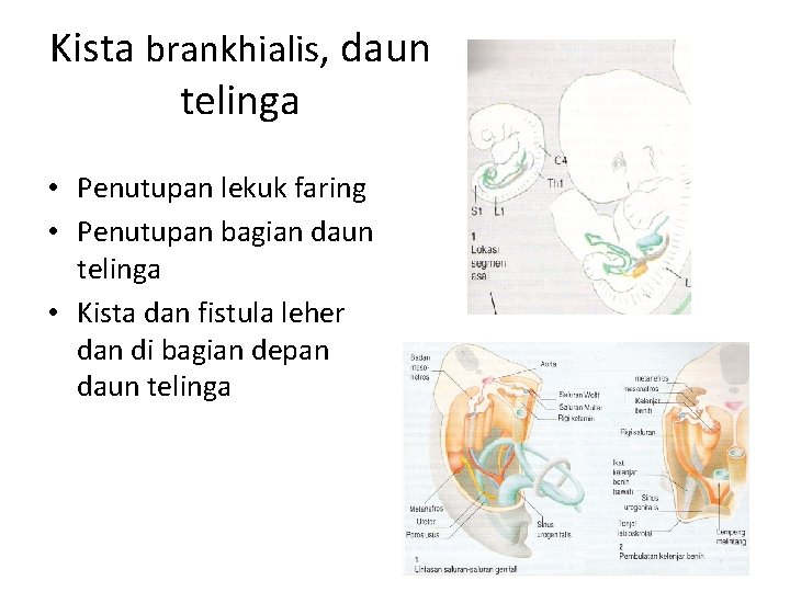 Kista brankhialis, daun telinga • Penutupan lekuk faring • Penutupan bagian daun telinga •