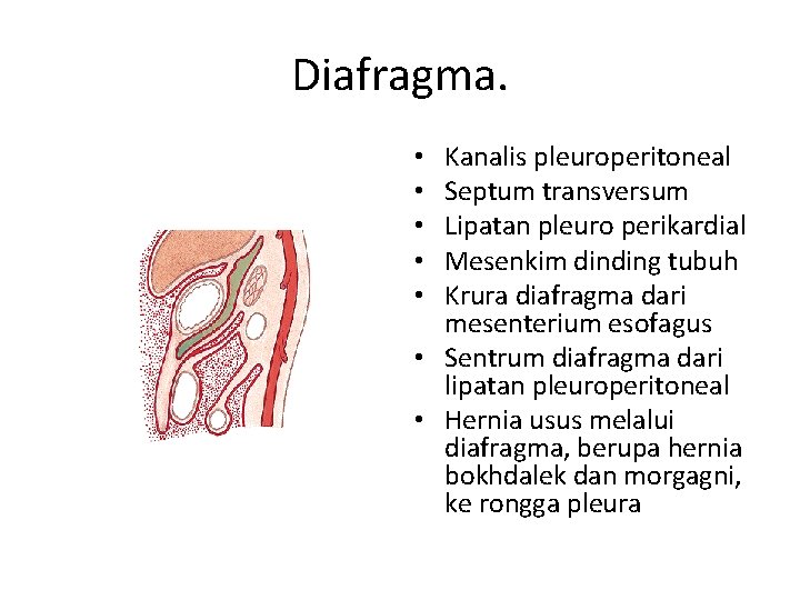 Diafragma. Kanalis pleuroperitoneal Septum transversum Lipatan pleuro perikardial Mesenkim dinding tubuh Krura diafragma dari