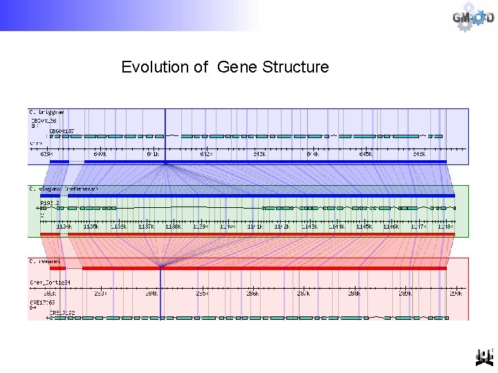 Evolution of Gene Structure 