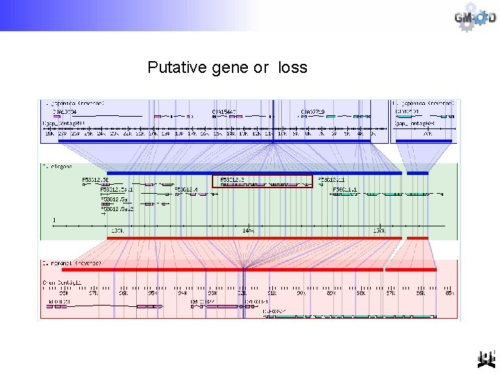Putative gene or loss 