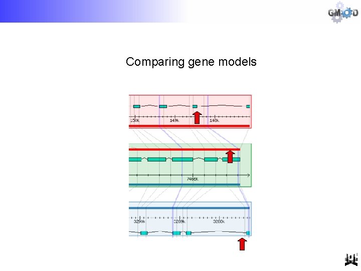 Comparing gene models 