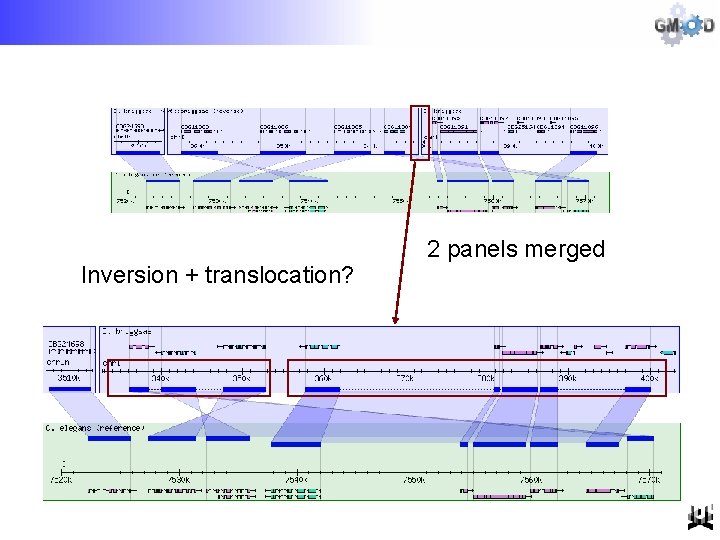 Inversion + translocation? 2 panels merged 