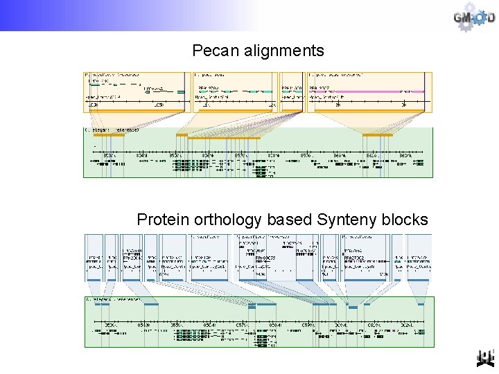 Pecan alignments Protein orthology based Synteny blocks 