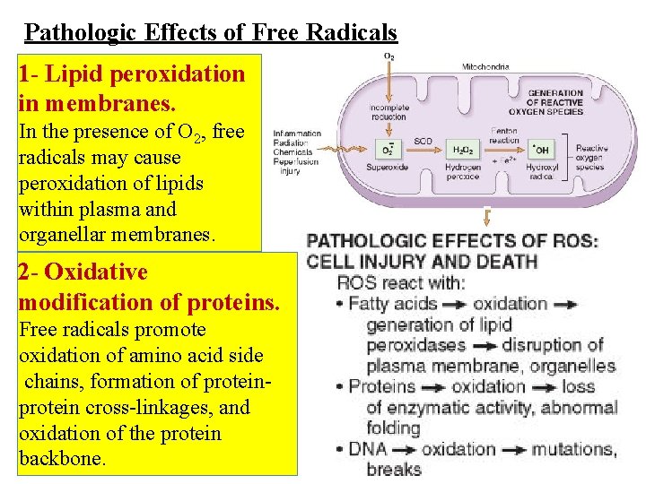 General Pathology Mechanisms of Cell Injury Dr AlSaghbini